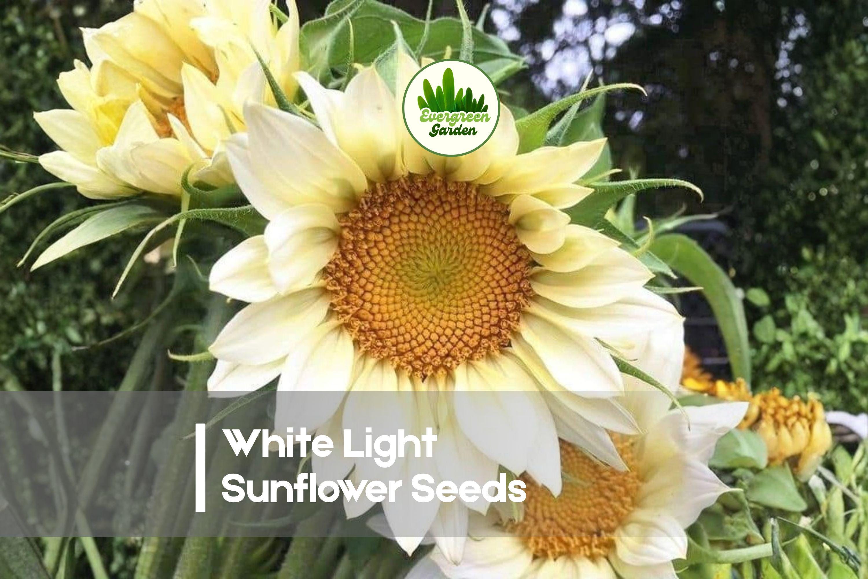 White Light Sunflower Seeds - 20 Pack, Helianthus annuus, Rare Pale White Flower, Easy to Grow, Pollinator & Cut Flower Plant