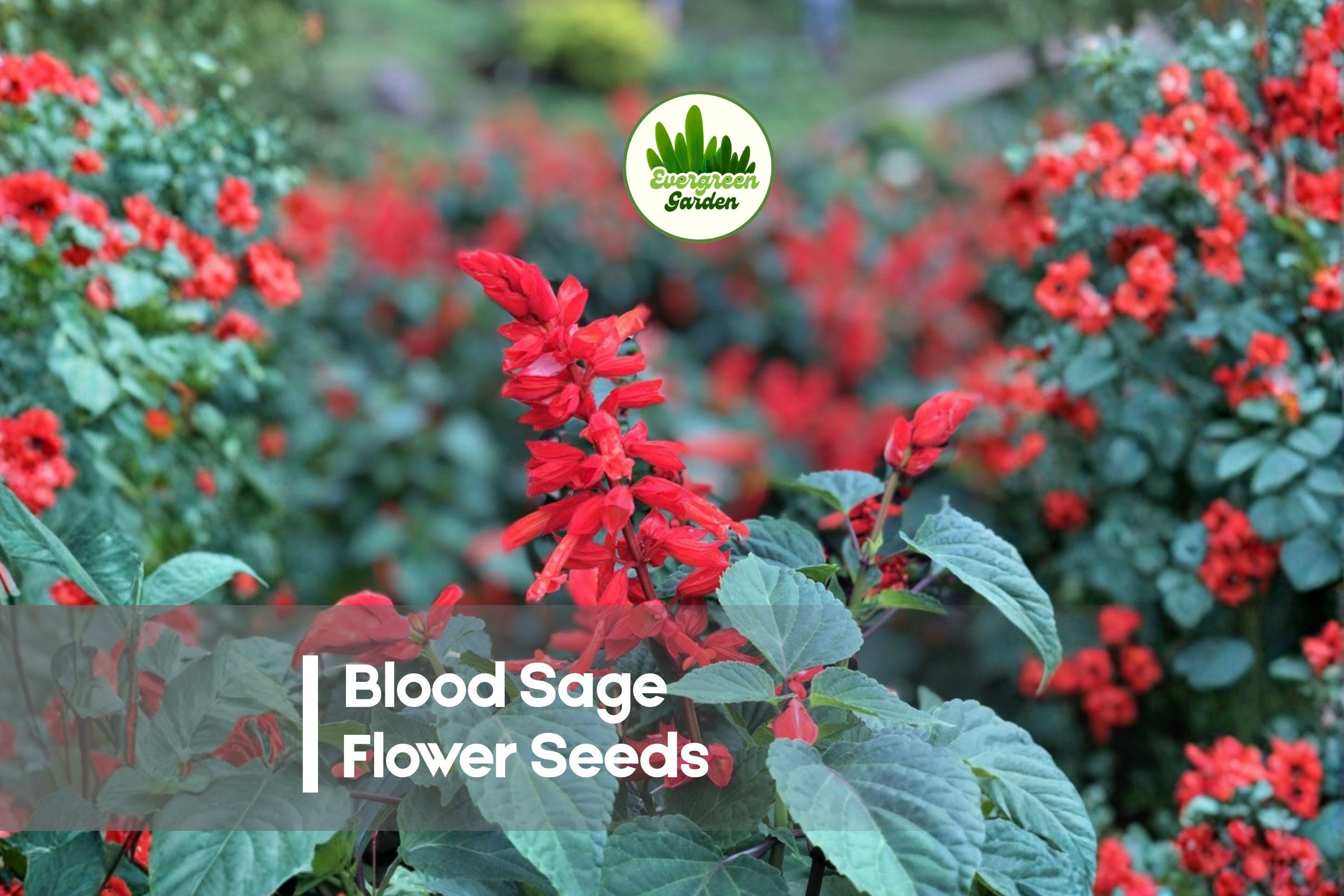 Blood Sage Seeds - 50 Premium Salvia coccinea Flower Seeds for Pollinator Gardens, Borders, Hummingbirds & Butterflies