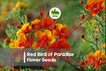 10 Red Bird of Paradise Flower Seeds | Tropical Ornamental Shrub | Caesalpinia pulcherrima | Vibrant Red-Orange Blooms