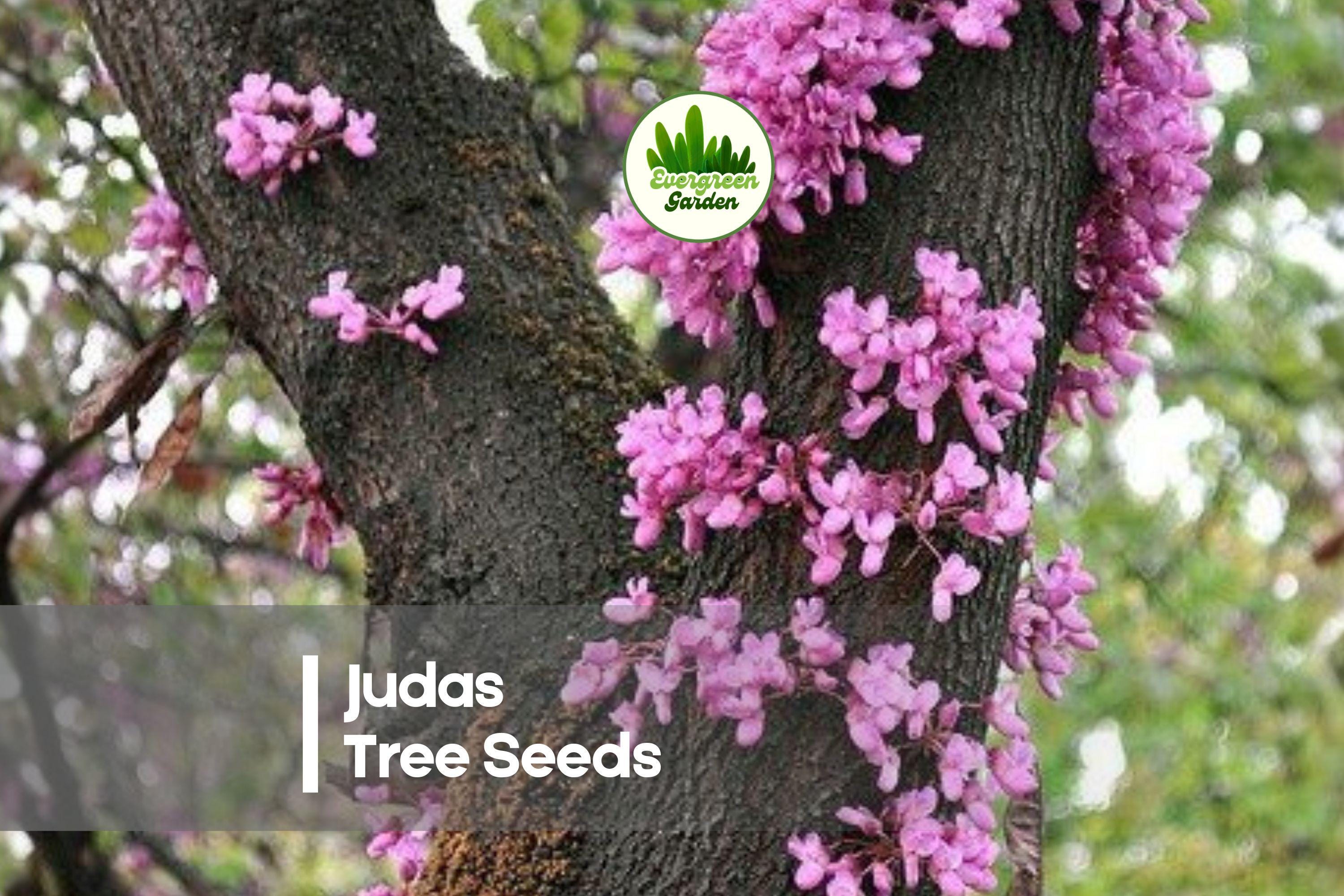 20 Judas Tree Seeds - Cercis siliquastrum, Ornamental Flowering Tree with Pink Spring Blossoms for Garden, Landscaping & Bonsai