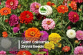 Giant California Zinnia Seeds - Approx. 100 Bright Color Zinnia elegans for Borders, Cut Flowers, Garden Beds