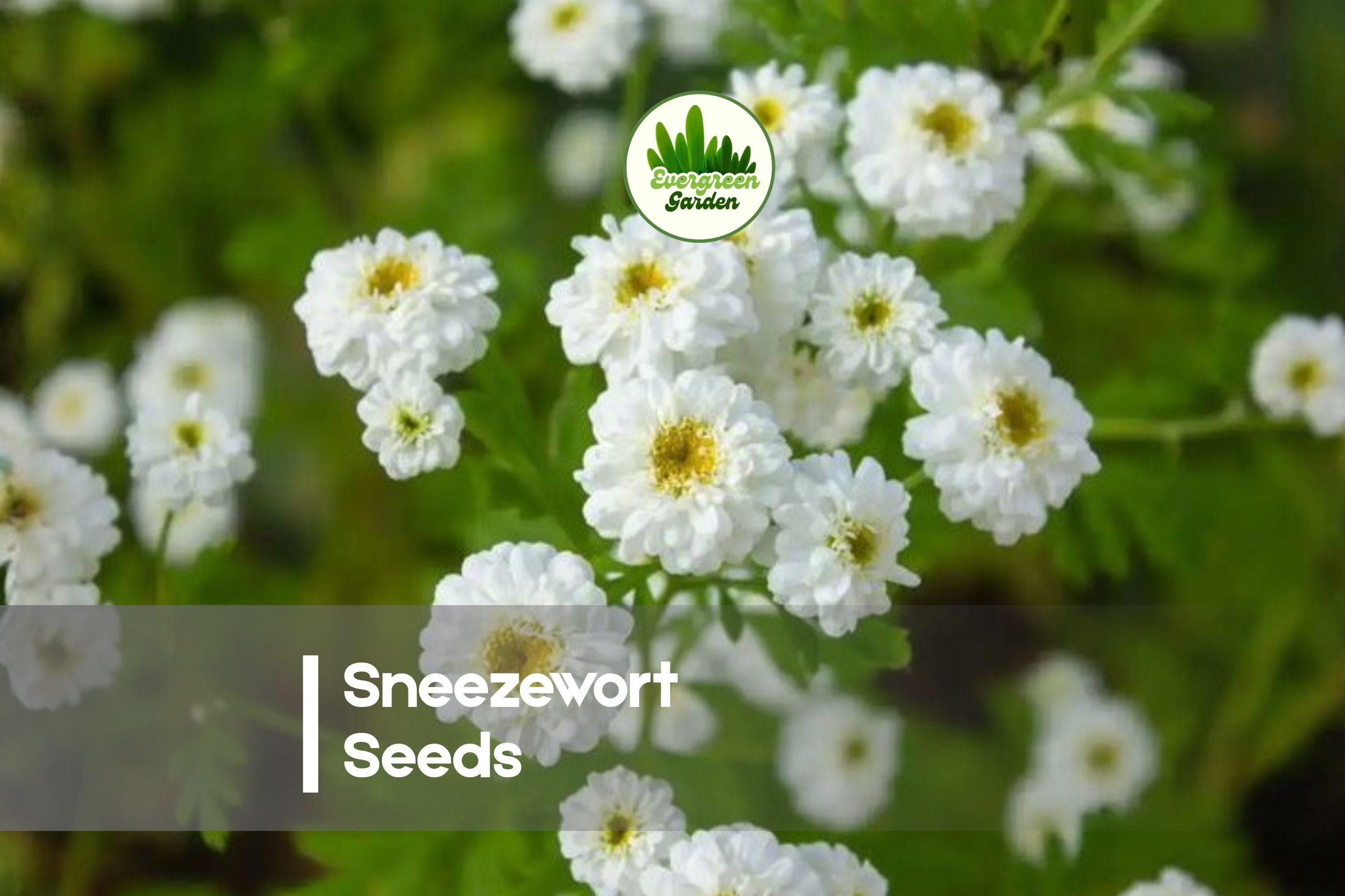 200 Sneezewort Seeds Achillea ptarmica - Wildflower, Perennial, White Daisy-Like Flowers, Pollinator-Friendly