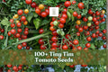 Tiny Tim Tomato Seeds – Dwarf Heirloom Solanum lycopersicum for Containers & Patio Gardens, 100+ Seeds