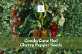 Candy Cane Red Cherry Pepper Seeds, Striped Sweet Capsicum annuum for Garden, Container, Patio Planting