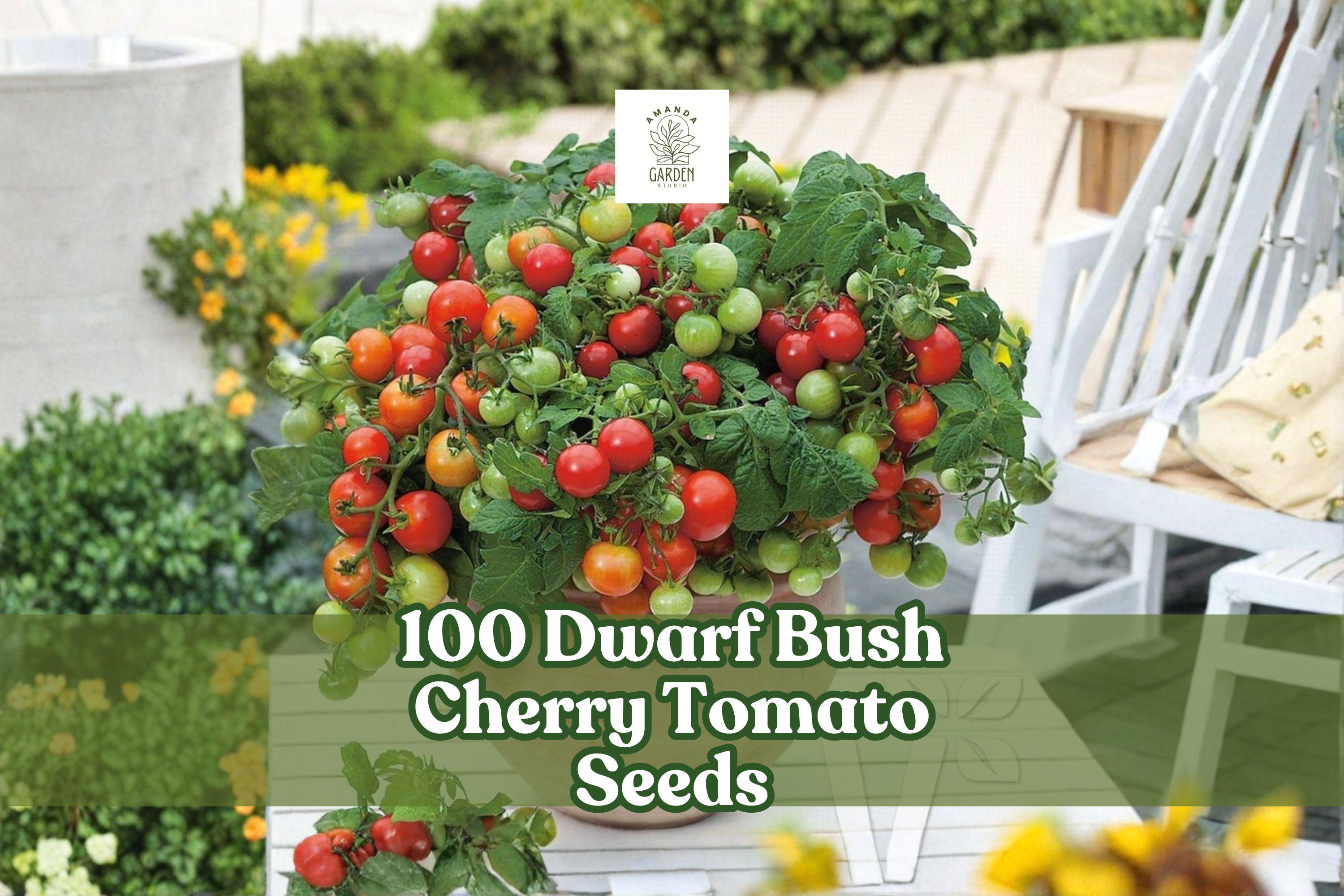 Dwarf Bush Cherry Tomato Seeds 100 Pack | Compact Solanum lycopersicum for Containers & Small Gardens