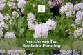New Jersey Tea Seeds - Native Ceanothus americanus Shrub for Gardens & Landscaping, 50 Seeds