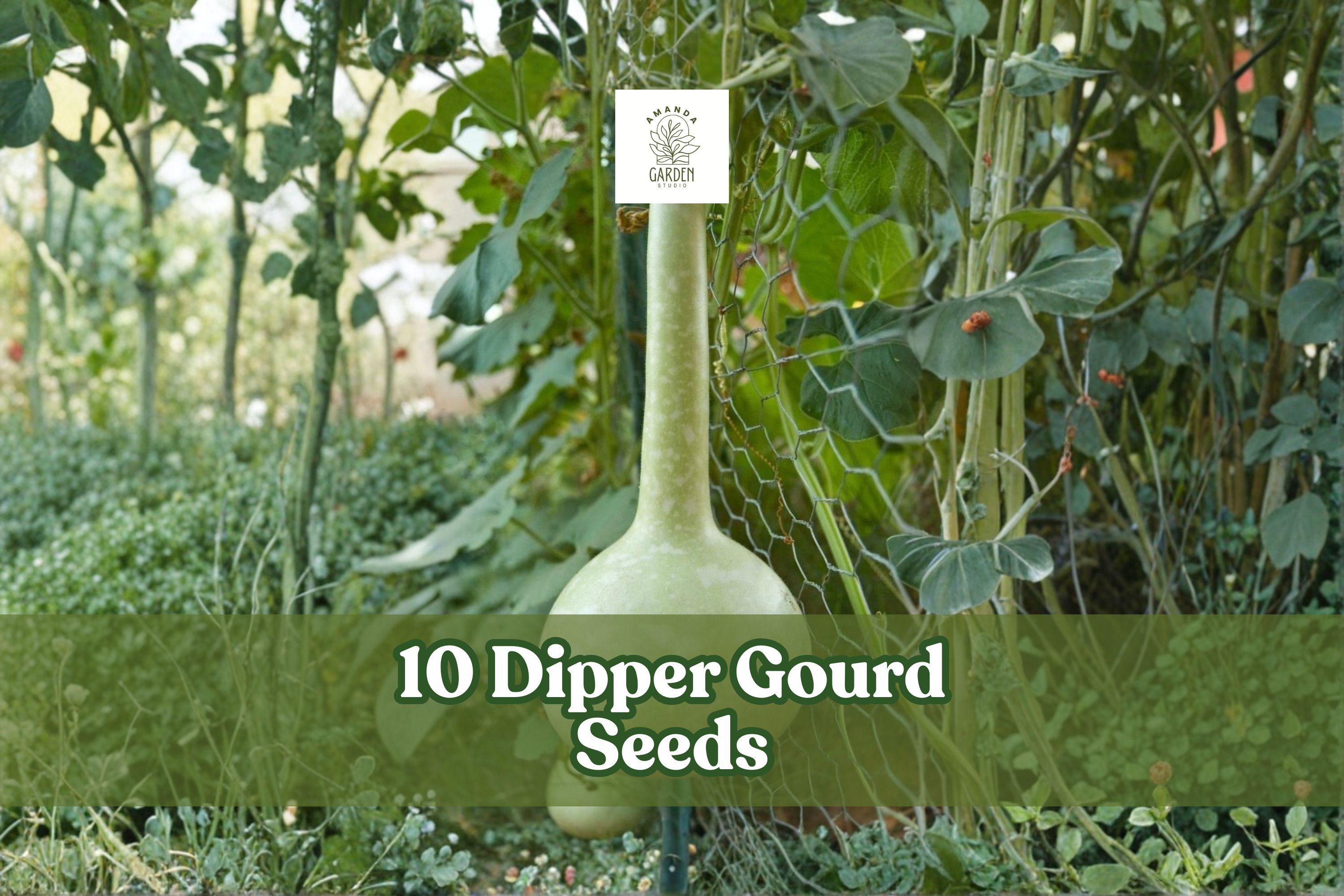 Dipper Gourd Seeds, Climbing Vine, Ornamental & Garden Gourd, Lagenaria siceraria, 10 Seeds