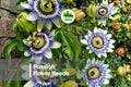 50 Passion Flower Seeds - Exotic Climbing Vine for Trellises and Gardens Passiflora Species
