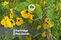50 Partridge Pea Seeds - Native Wildflower, Bright Yellow Blooms, Pollinator-Friendly, Chamaecrista fasciculata, Annual Plant
