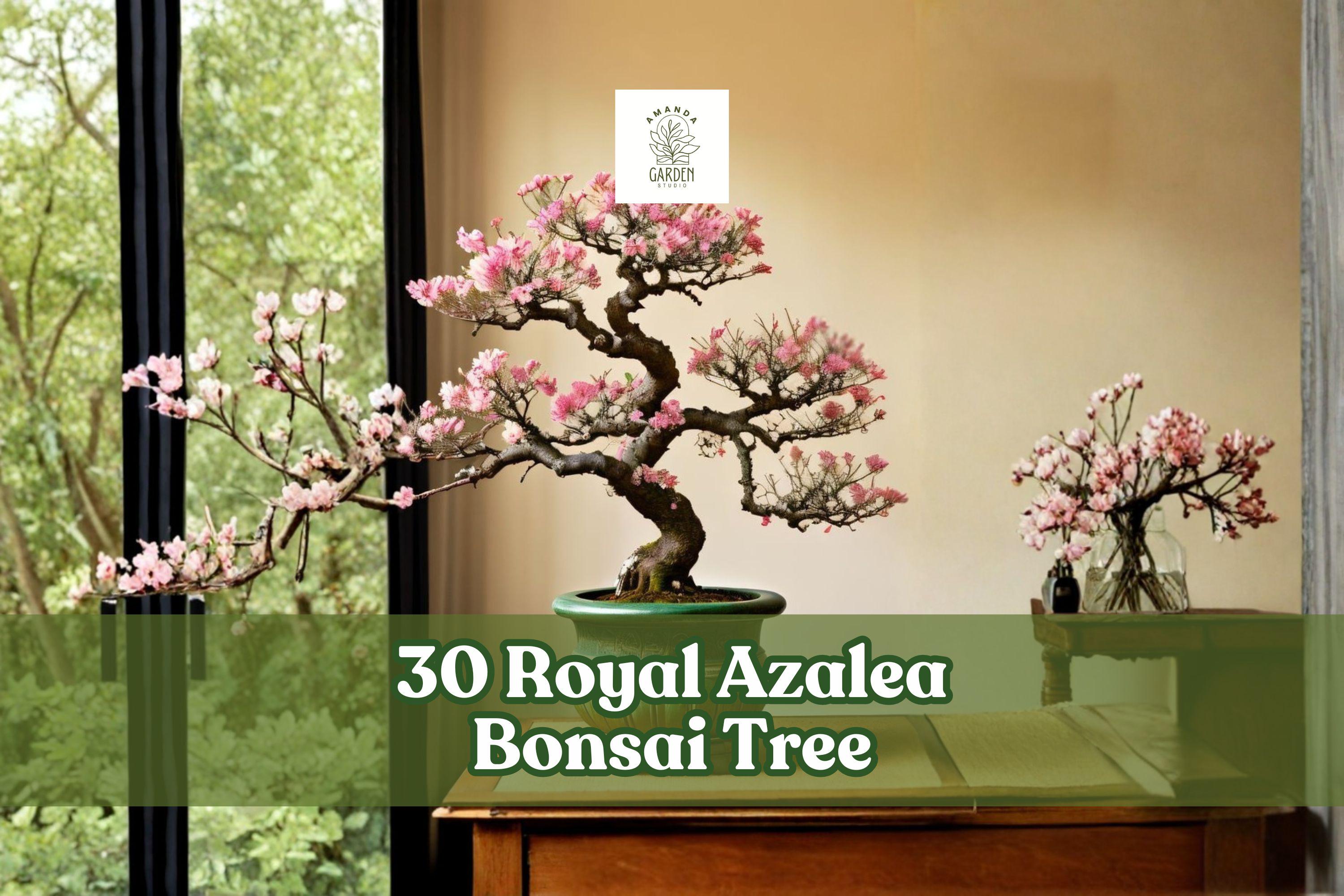 Royal Azalea Bonsai Seeds - Rhododendron schlippenbachii Pink Flower, Deciduous Shrub, Easy to Grow, 30 Seeds