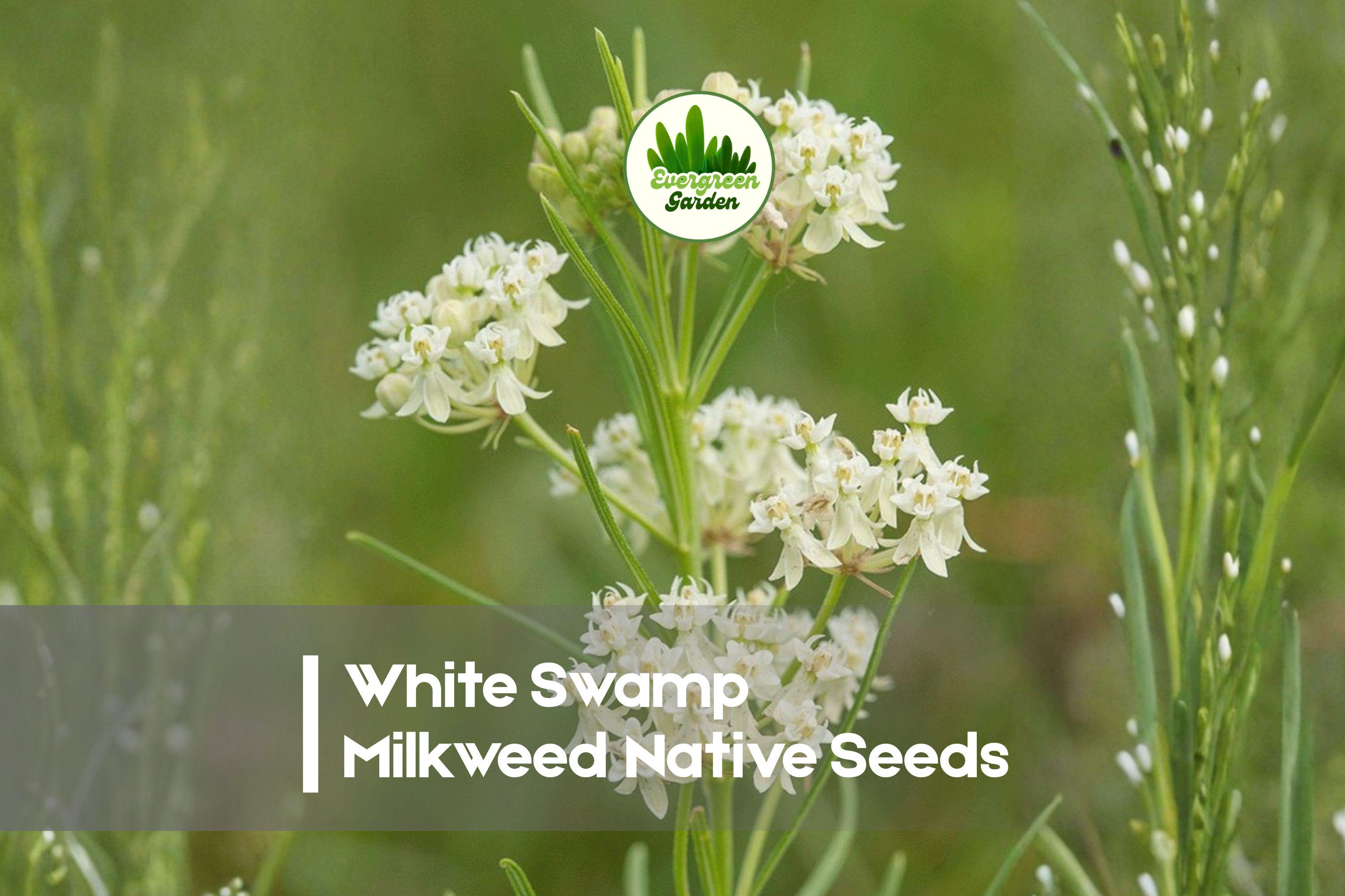 White Swamp Milkweed Seeds - Native Perennial, Asclepias verticillata, Drought Tolerant, Pollinator-Friendly, Meadow & Garden Plant