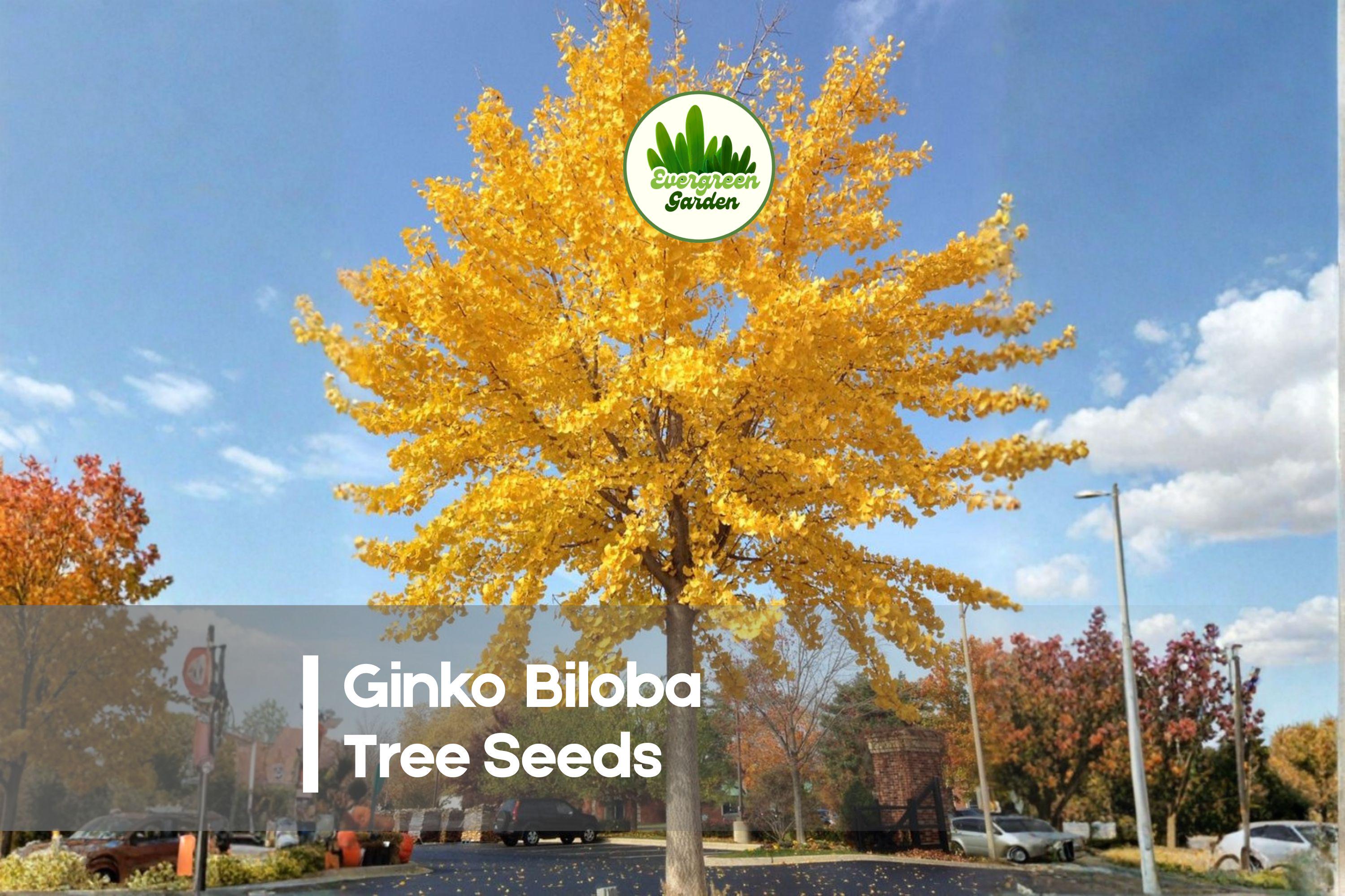 Ginkgo Biloba Tree Seeds – 6 Fresh Deciduous Seeds for Landscaping, Bonsai & Ornamental Gardens