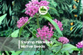 100 Swamp Milkweed Seeds - Native Asclepias incarnata Perennial for Wetlands, Pollinator Gardens, Monarch Host Plant