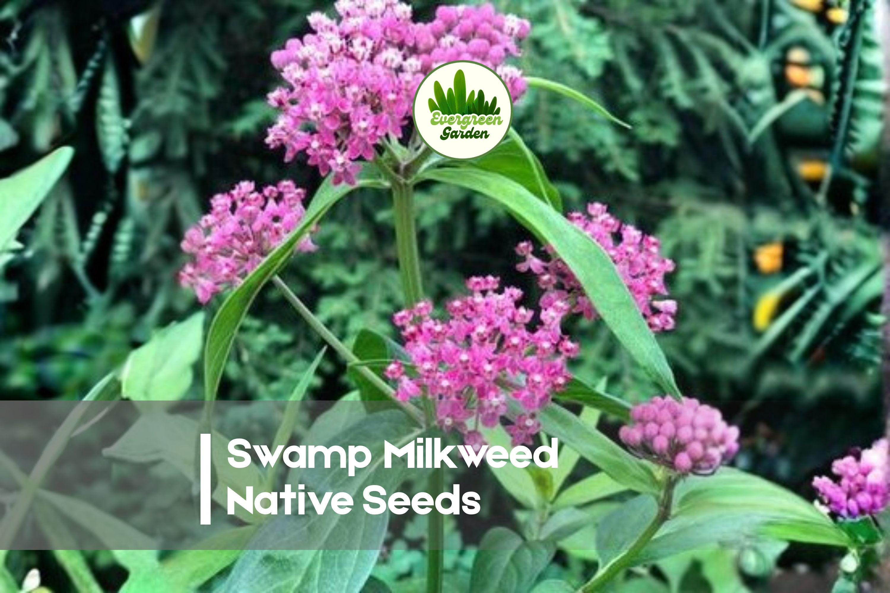 100 Swamp Milkweed Seeds - Native Asclepias incarnata Perennial for Wetlands, Pollinator Gardens, Monarch Host Plant