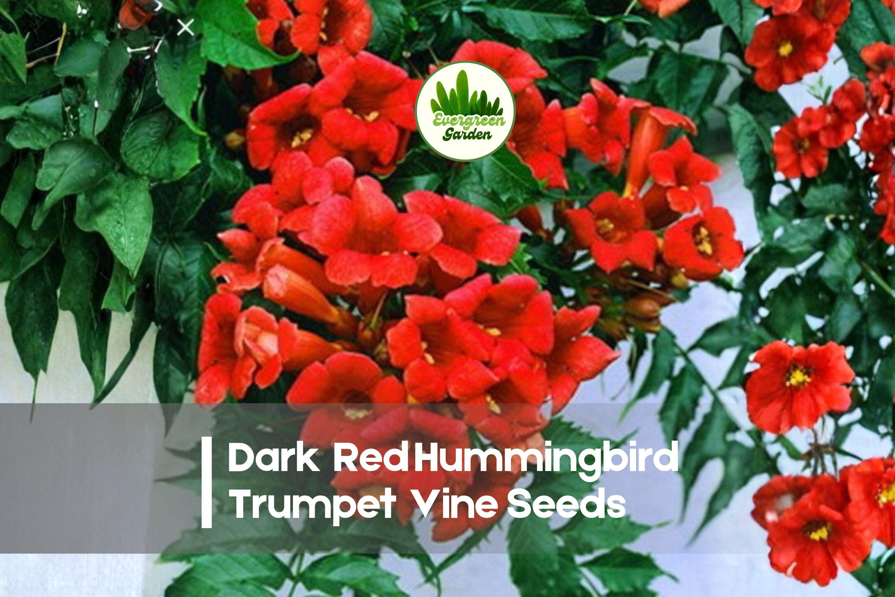 20 Dark Red Trumpet Vine Seeds | Climbing Flowering Vine for Trellises & Fences | Campsis radicans