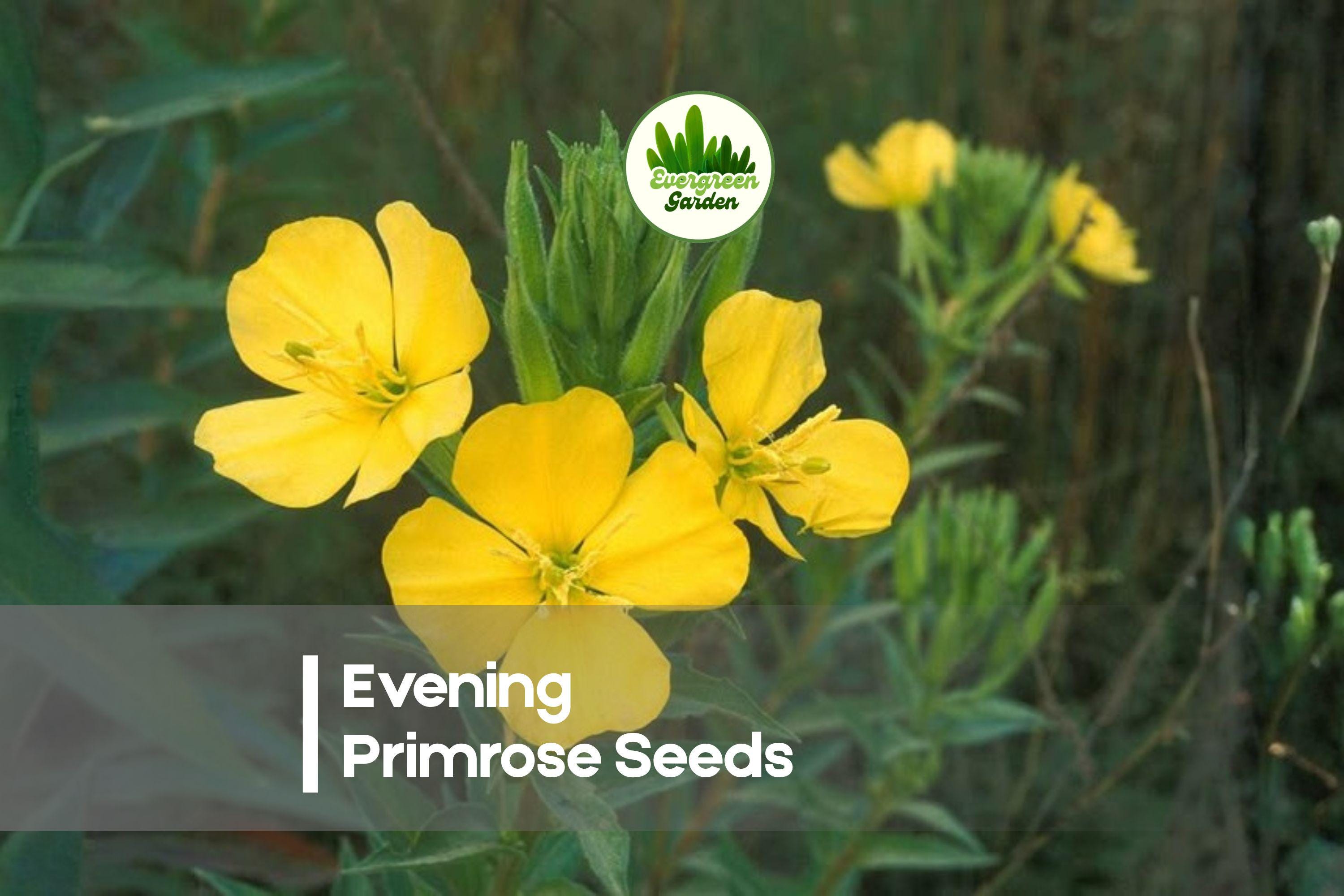 100 Evening Primrose Seeds - Soft Yellow Blooms, Pollinator Friendly, Easy to Grow, Wildflower & Border Plant, Oenothera biennis