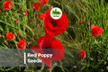 1000 Red Poppy Seeds - Bright Scarlet Flowers, Wildflower, Papaver rhoeas, Easy to Grow, Garden, Meadow, Border Seeds