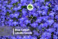 Blue Carpet Lobelia Seeds – 100 Pack of Lobelia erinus for Borders, Containers & Ground Cover, Vibrant Blue Blooms, Easy to Grow