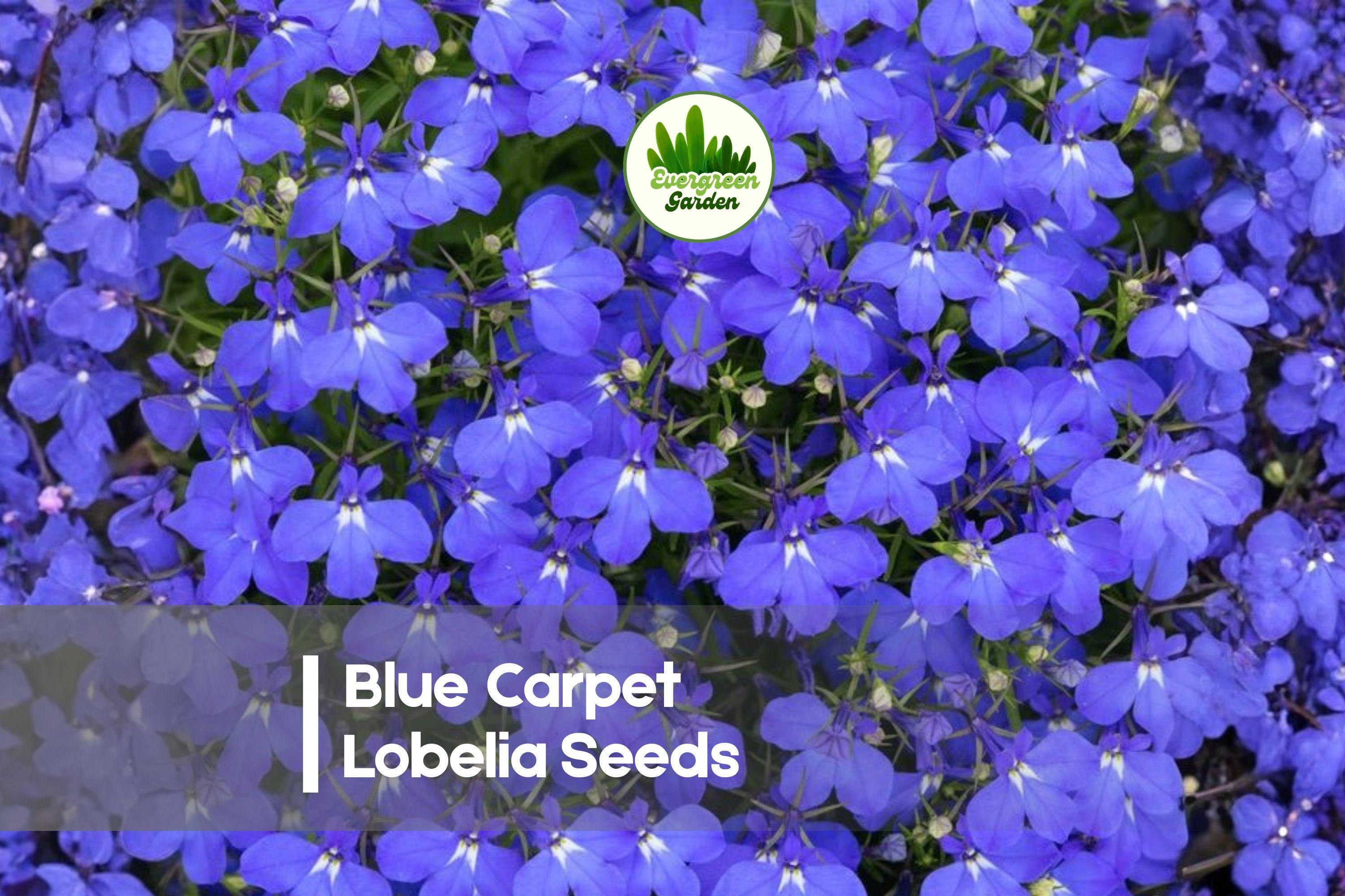 Blue Carpet Lobelia Seeds – 100 Pack of Lobelia erinus for Borders, Containers & Ground Cover, Vibrant Blue Blooms, Easy to Grow