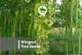 Wingnut Tree Seeds | 10 Pterocarya fraxinifolia | Ornamental Shade Tree with Large Foliage & Drooping Seed Clusters