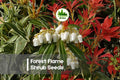 Forest Flame Shrub Seeds - Pieris japonica Evergreen Ornamental Bush with Color-Changing Foliage, Compact Landscape Plant