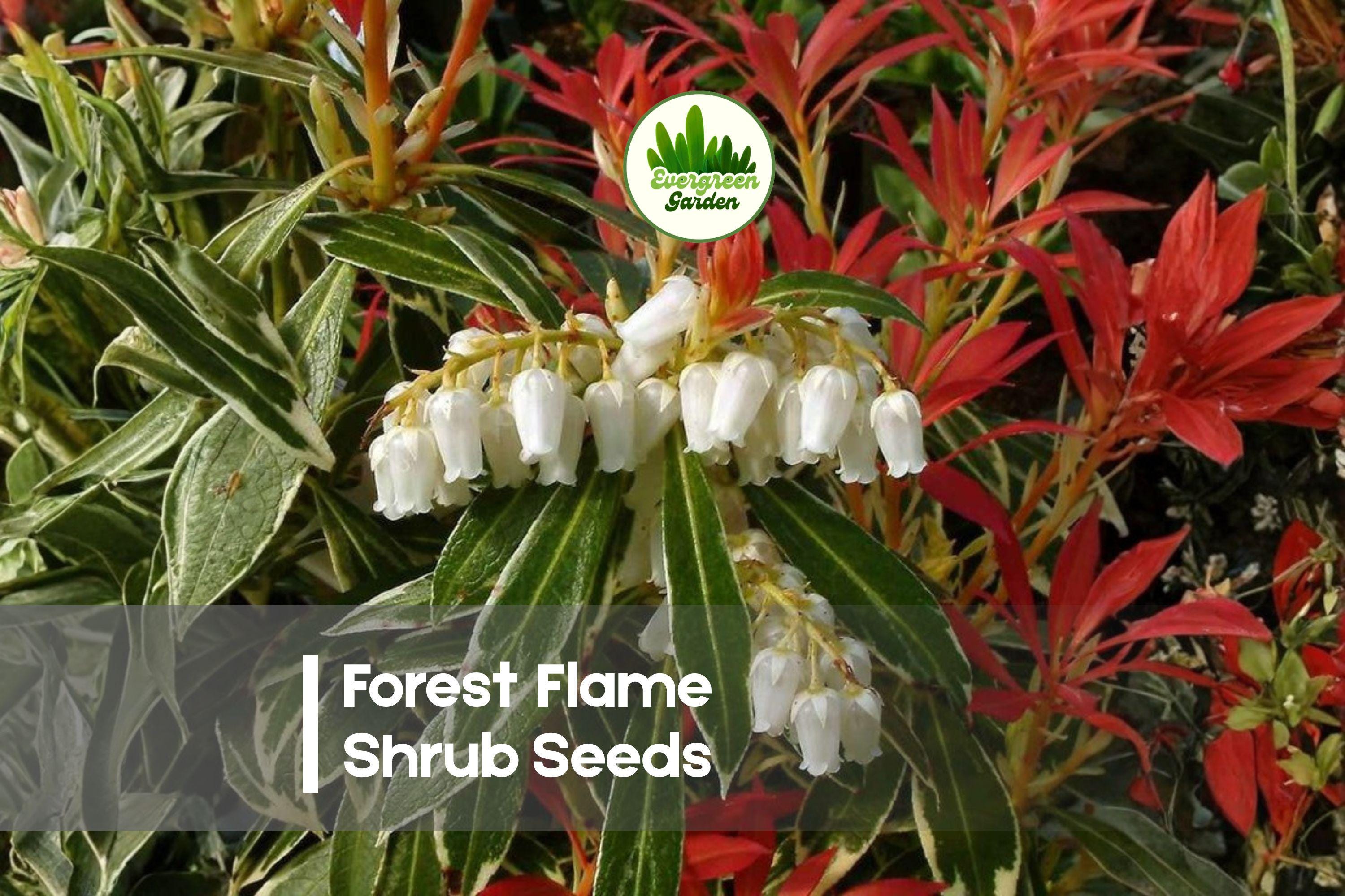 Forest Flame Shrub Seeds - Pieris japonica Evergreen Ornamental Bush with Color-Changing Foliage, Compact Landscape Plant