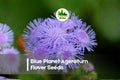 Blue Planet Ageratum Flower Seeds - 500 Pack, Vibrant Blue, Compact Annual, Ageratum houstonianum