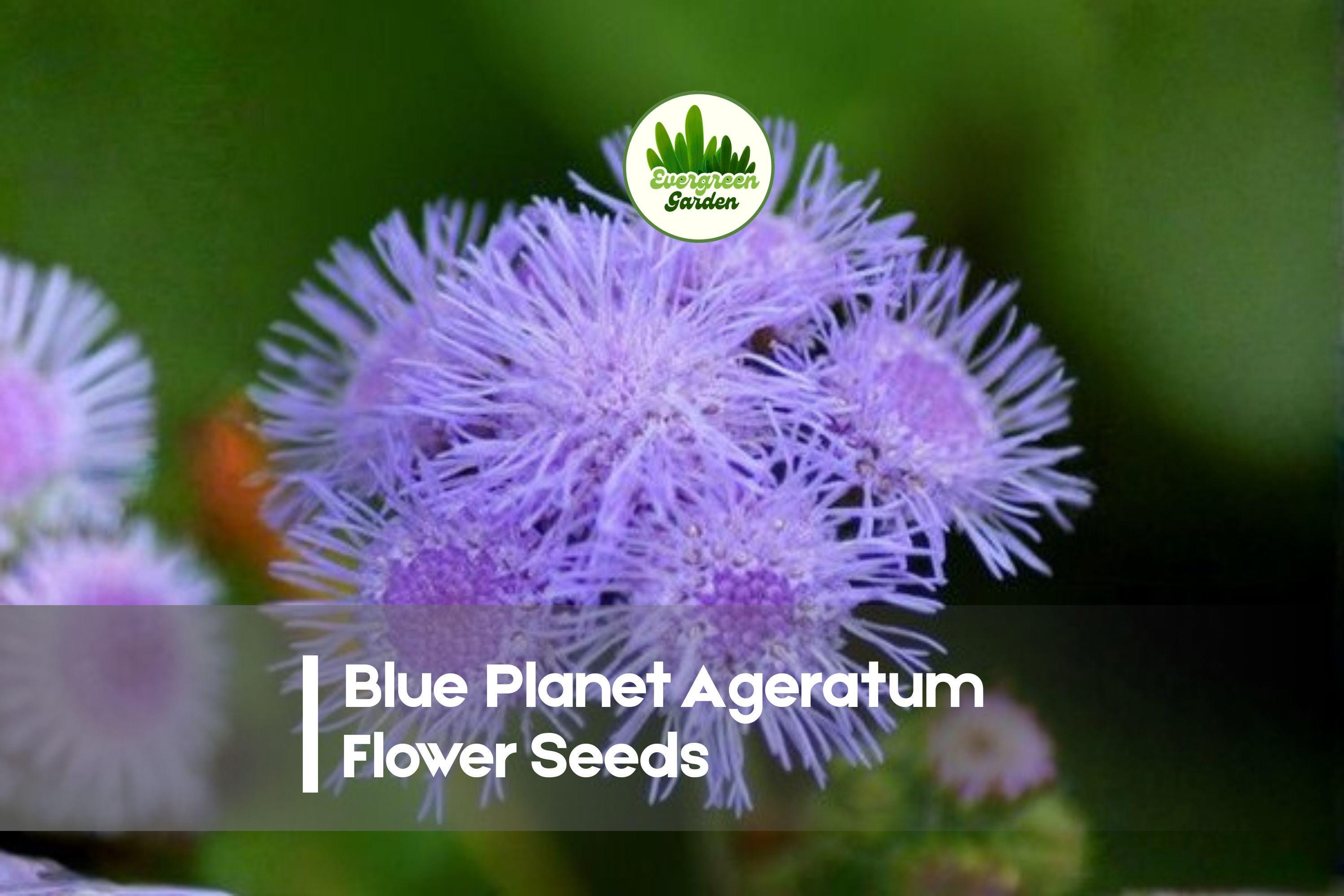 Blue Planet Ageratum Flower Seeds - 500 Pack, Vibrant Blue, Compact Annual, Ageratum houstonianum