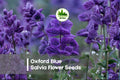 100 Oxford Blue Salvia Seeds – Deep Blue Flower Spikes, Pollinator-Friendly, Easy to Grow, Salvia farinacea, Annual/Perennial