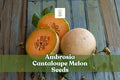 Ambrosia Cantaloupe Melon Seeds for Planting | Sweet Aromatic Cucumis melo | Home Garden Vining Melon Seeds