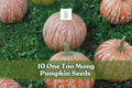 One Too Many Pumpkin Seeds – Rare Striped Cucurbita pepo Vining Ornamental Pumpkin for Fall Decor and Garden Planting
