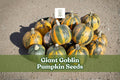Giant Goblin Pumpkin Seeds – Large Decorative Cucurbita Maxima for Fall Garden Displays and Harvest