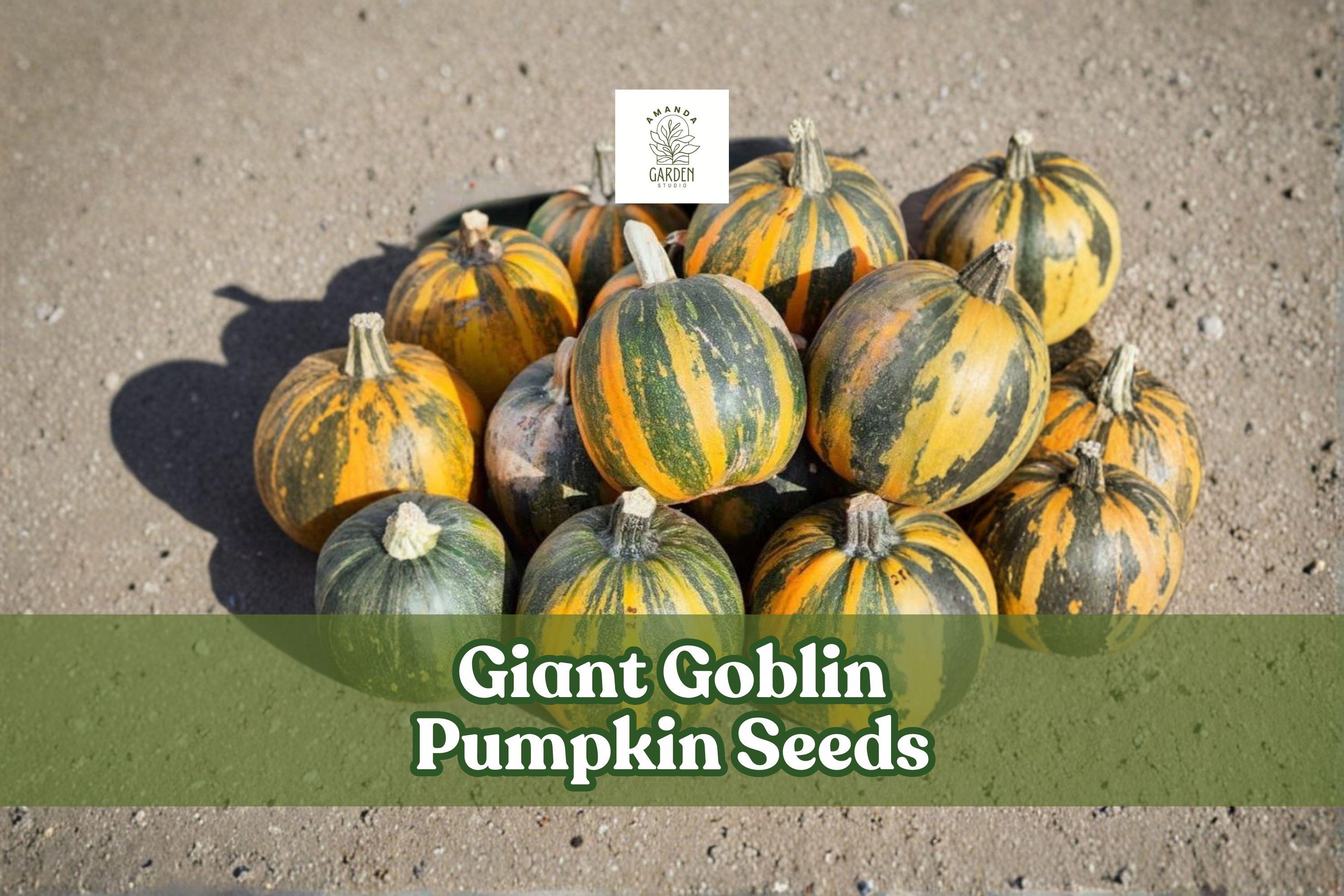 Giant Goblin Pumpkin Seeds – Large Decorative Cucurbita Maxima for Fall Garden Displays and Harvest