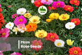 1000 Moss Rose Seeds, Portulaca grandiflora, Drought-Tolerant, Heat-Loving Annual for Ground Cover, Borders, Pots