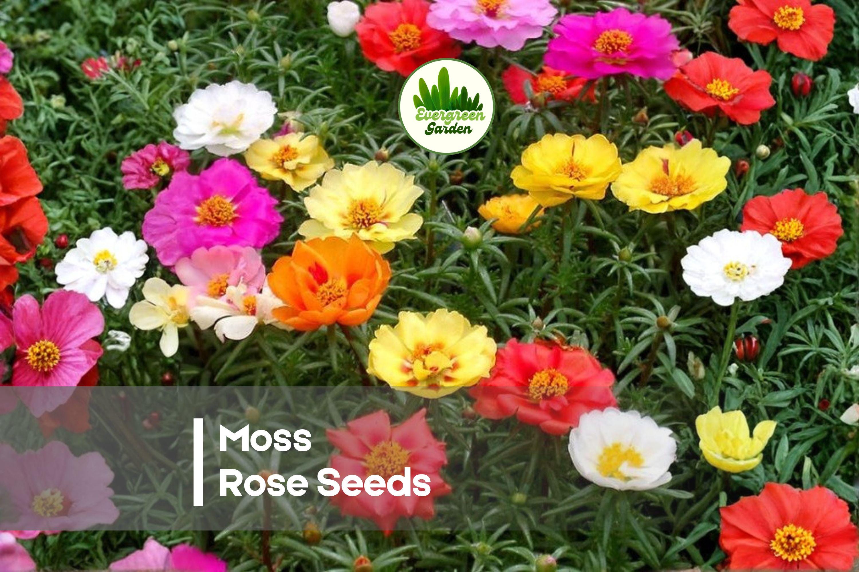 1000 Moss Rose Seeds, Portulaca grandiflora, Drought-Tolerant, Heat-Loving Annual for Ground Cover, Borders, Pots