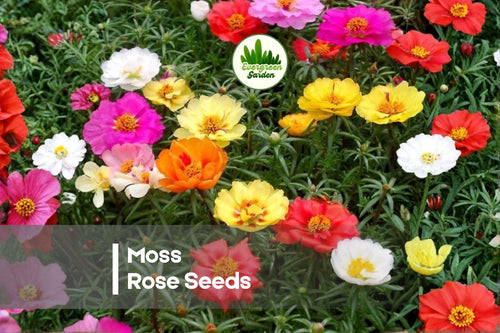 1000 Moss Rose Seeds, Portulaca grandiflora, Drought-Tolerant, Heat-Loving Annual for Ground Cover, Borders, Pots