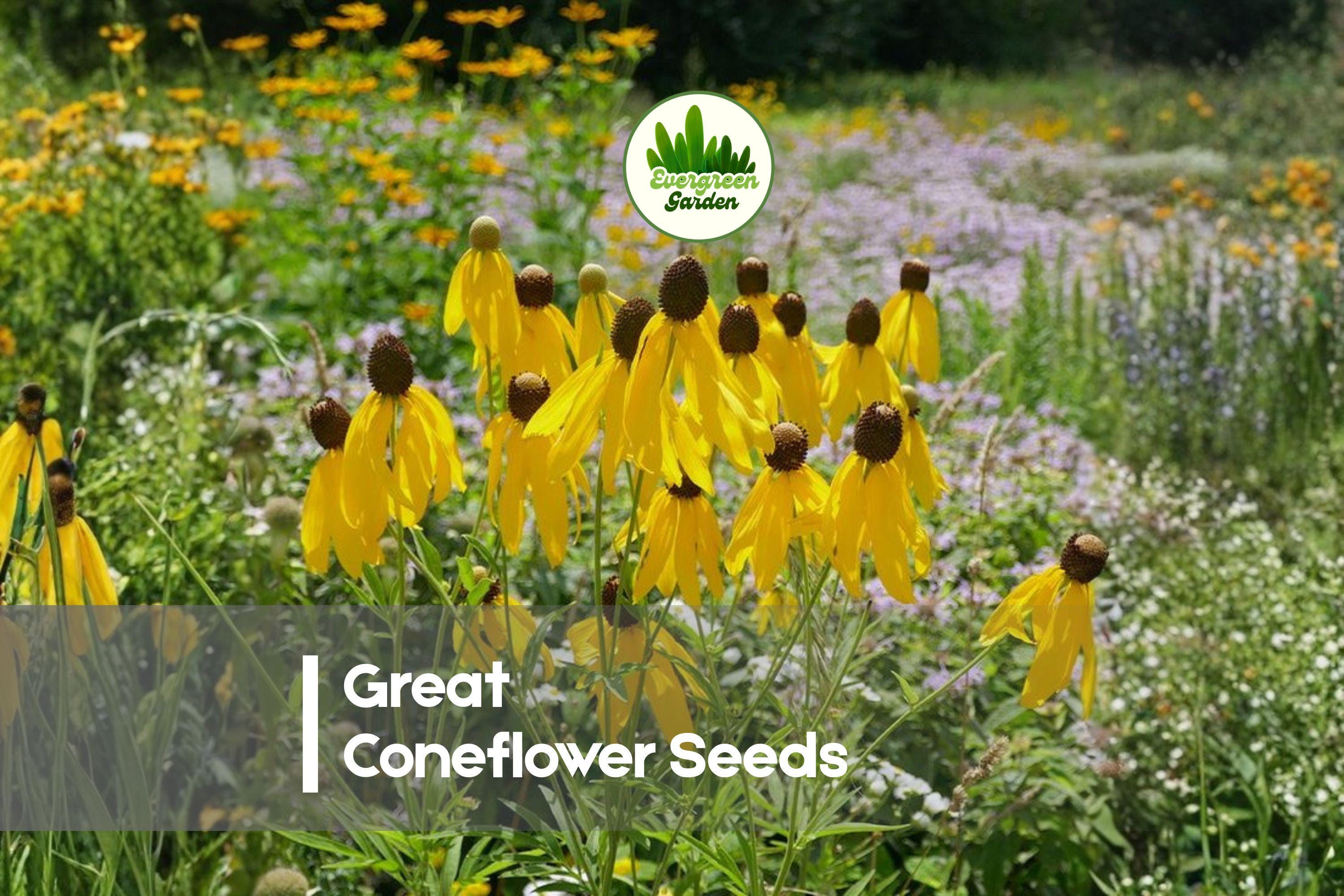 Rudbeckia maxima Seeds – 100 Tall Yellow Blooms, Great Coneflower, Perennial, Pollinator-Friendly, Native Wildflower Seed Pack