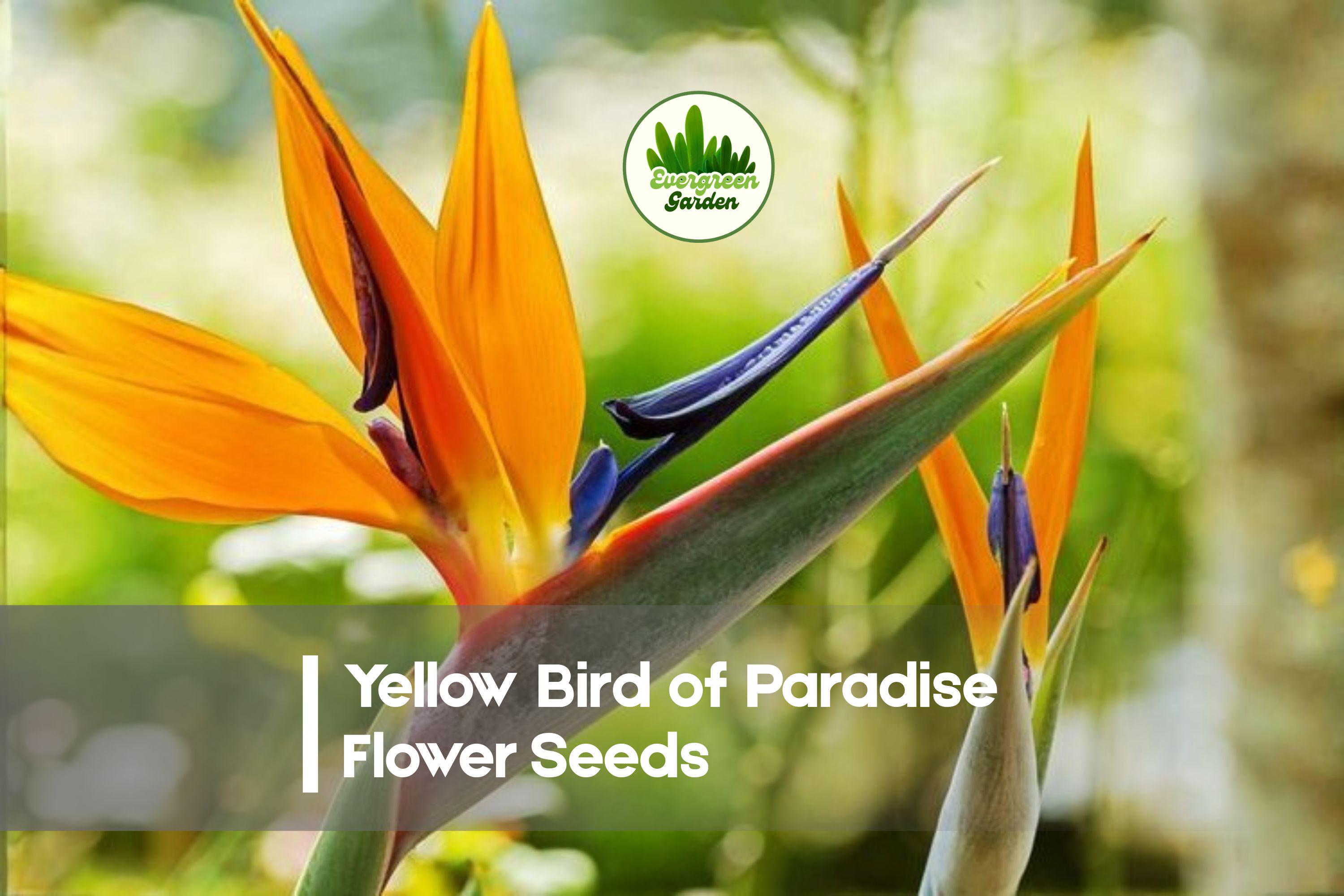 Yellow Bird of Paradise Flower Seeds - 5 Premium Caesalpinia gilliesii Tropical Ornamental Shrubs for Gardens & Containers