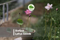 10 Bonsai Lotus Seeds - Miniature Nelumbo nucifera for Water Gardens, Ponds & Indoor Decor, Compact Aquatic Perennial