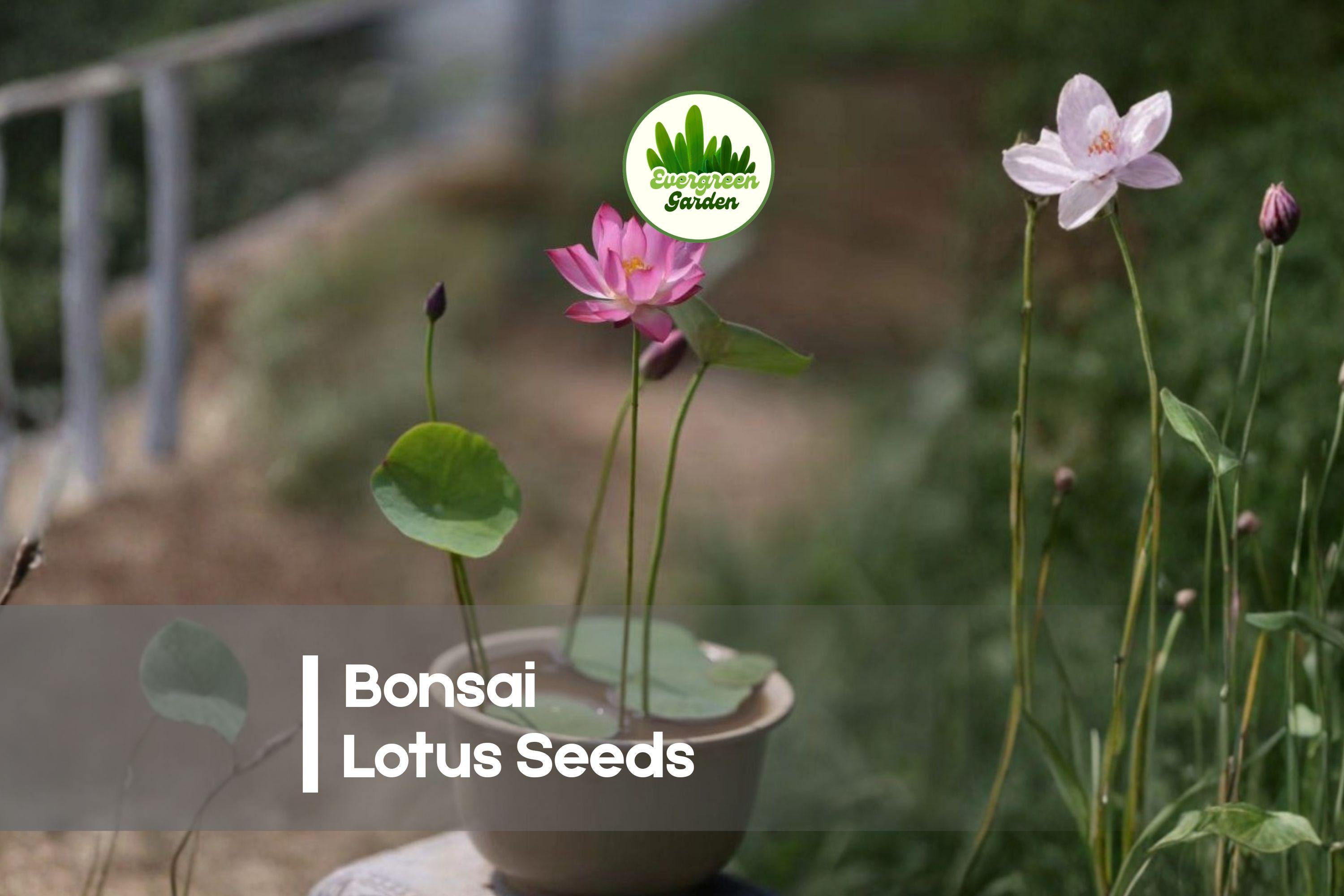 10 Bonsai Lotus Seeds - Miniature Nelumbo nucifera for Water Gardens, Ponds & Indoor Decor, Compact Aquatic Perennial