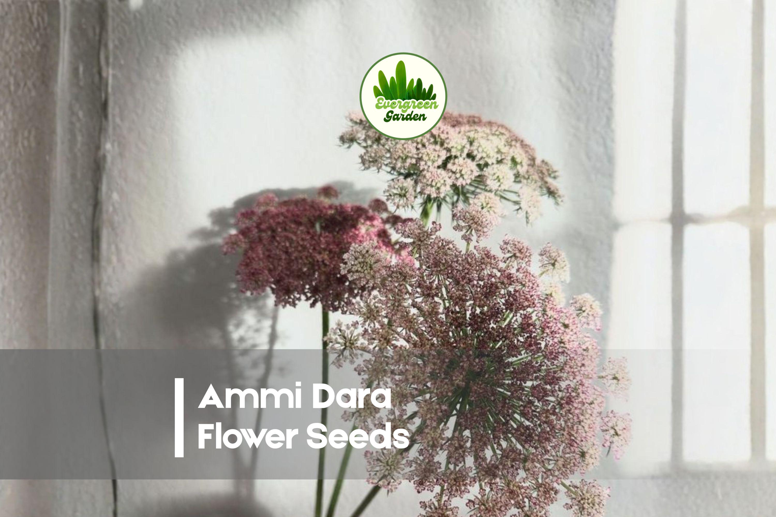 Ammi Dara Flower Seeds - 100 Mixed Colors, Lace-like Blooms, Cut Flowers, Cottage Garden, Ammi majus