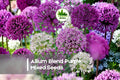 Allium Purple Blend Bulbs - Ornamental Flower Seeds for Garden Borders, Landscaping & Pollinator Gardens