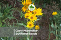 Giant Maximilian Sunflower Seeds 500 Pack | Helianthus maximiliani Perennial Tall Sunflowers for Landscaping & Wildlife Gardens