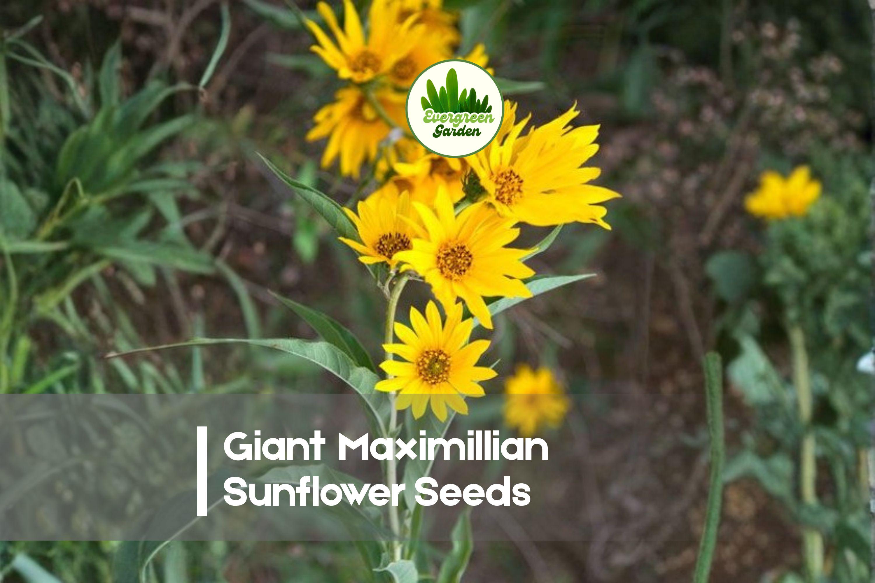 Giant Maximilian Sunflower Seeds 500 Pack | Helianthus maximiliani Perennial Tall Sunflowers for Landscaping & Wildlife Gardens