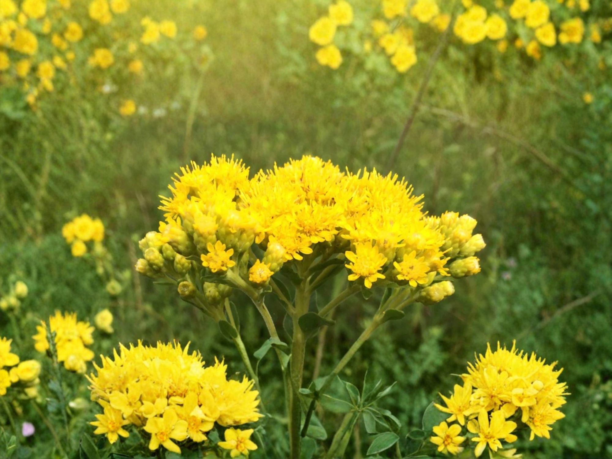 Stiff Goldenrod Seeds – Oligoneuron Rigidum Native Prairie Wildflower Pollinator Perennial (100 Seeds)