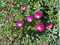 Callirhoe involucrata Purple Poppy Mallow Seeds – Native Perennial Wildflower for Groundcover, Pollinator Plant, Drought Tolerant