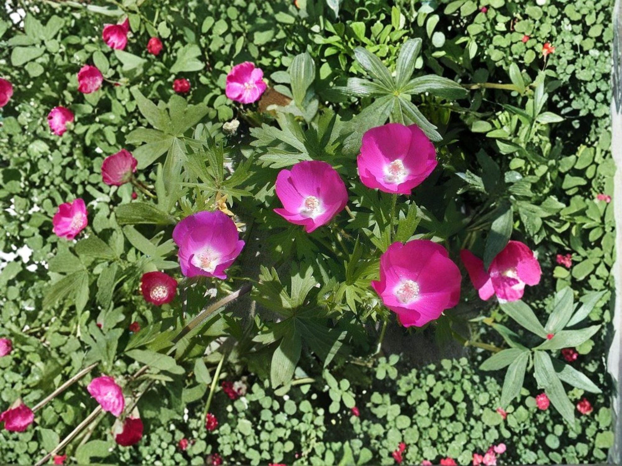 Callirhoe involucrata Purple Poppy Mallow Seeds – Native Perennial Wildflower for Groundcover, Pollinator Plant, Drought Tolerant