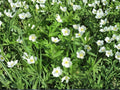 Canada Anemone Seeds (Anemone canadensis) - Native Perennial Wildflower, Groundcover, Pollinator Plant, White Flowers, Zones 3-8