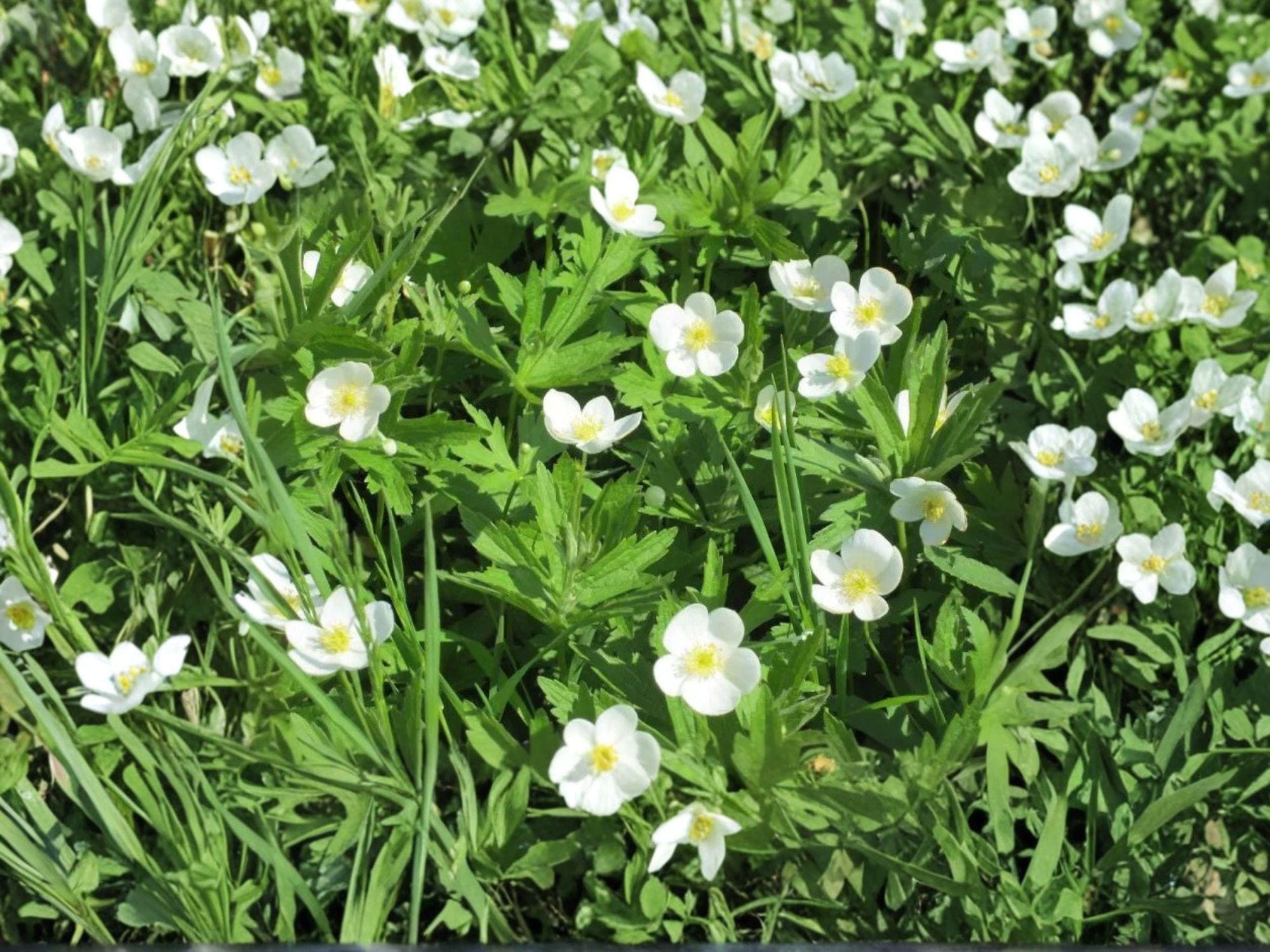 Canada Anemone Seeds (Anemone canadensis) - Native Perennial Wildflower, Groundcover, Pollinator Plant, White Flowers, Zones 3-8