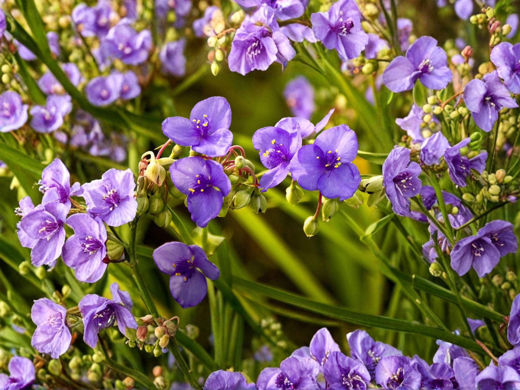 Tradescantia bracteata Prairie Spiderwort Seeds | Native Perennial Wildflower for Pollinator Gardens | Drought Tolerant Plant